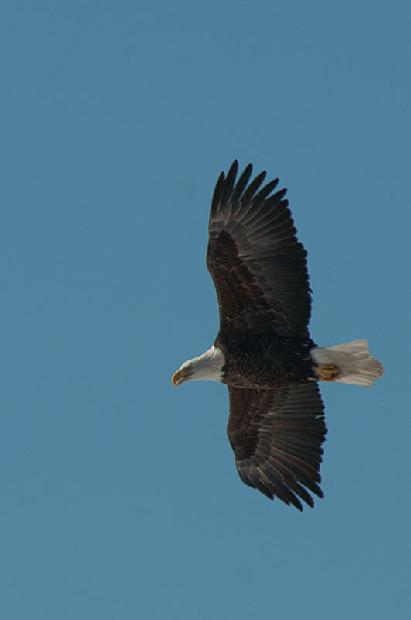 Bald Eagle