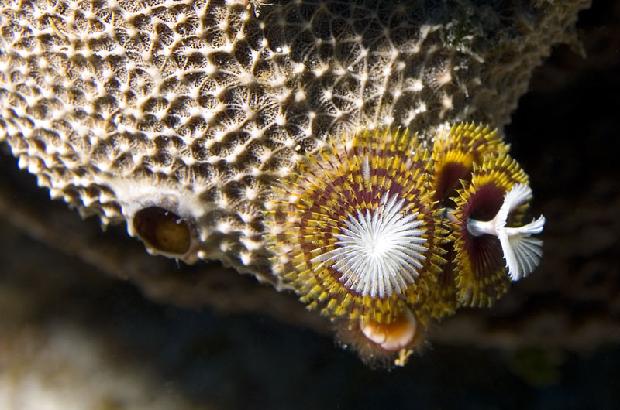 Christmas Tree Worms