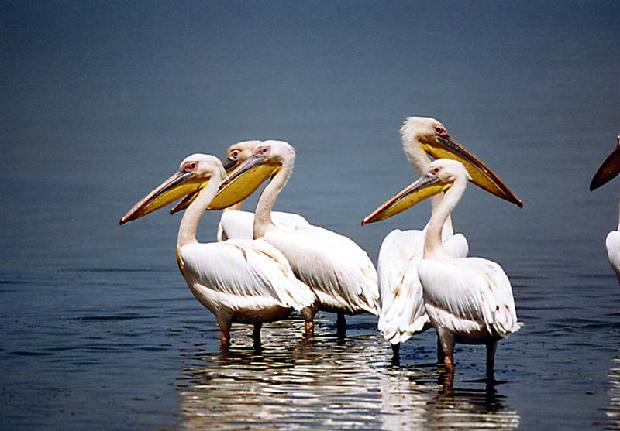 Pelican