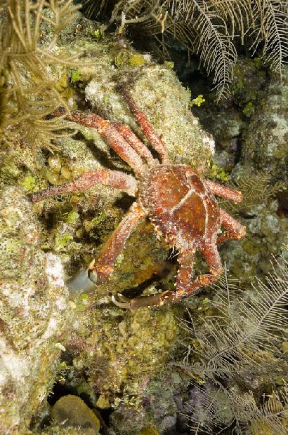 Channel Crab