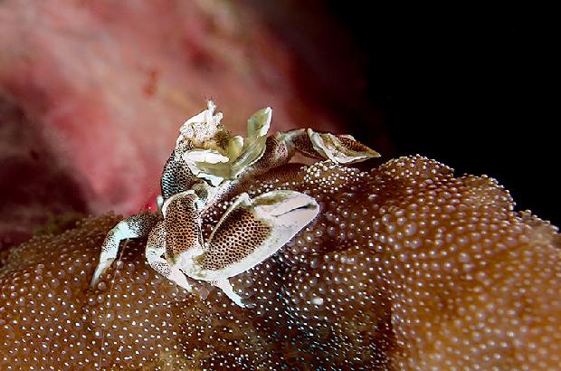 Porcelain Crab