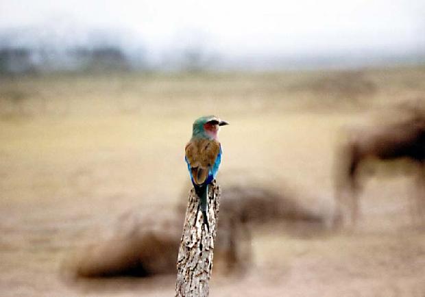 Ruby Breasted Roller