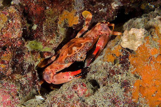 Crab