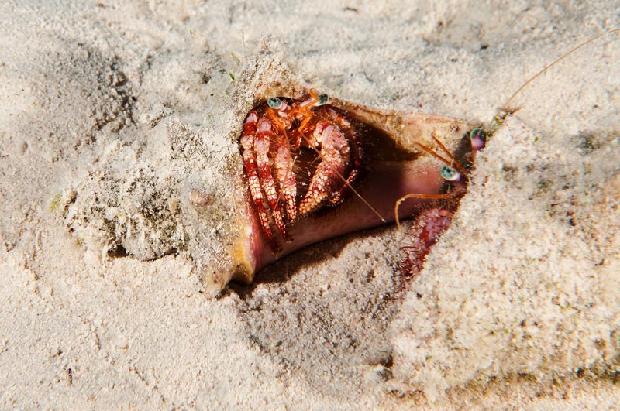 Hermit Crabs