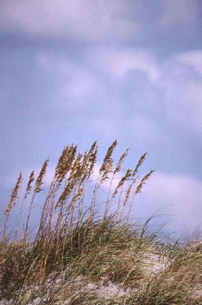 Shoreline Grasses