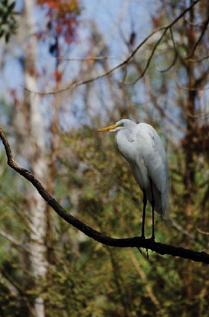 Great White Heron