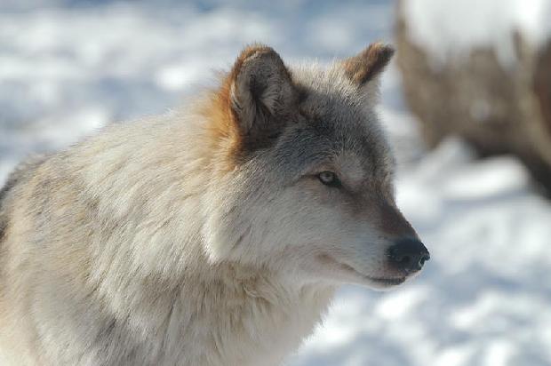 Timber Wolf