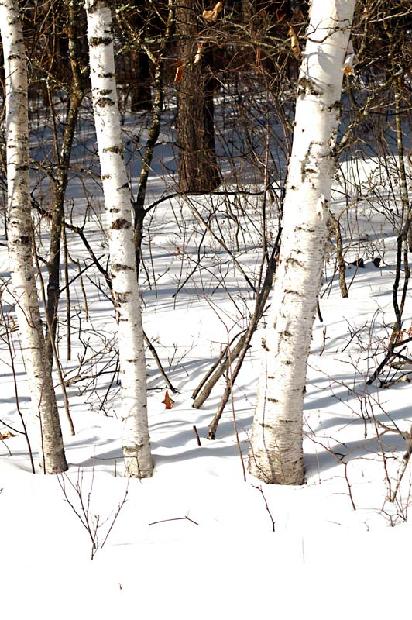 Birch Trees