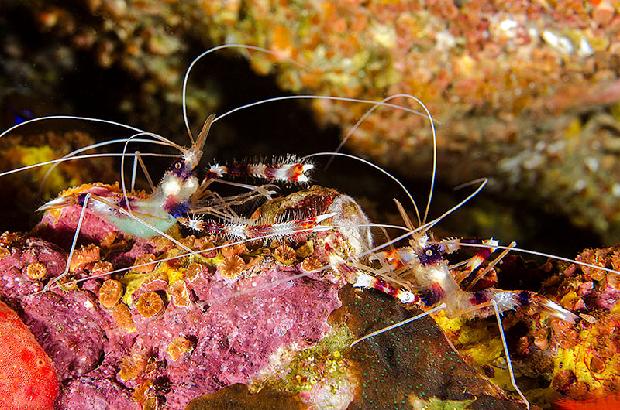 Banded Coral Shirmp