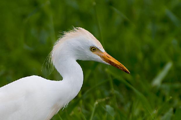 Cattle Egret