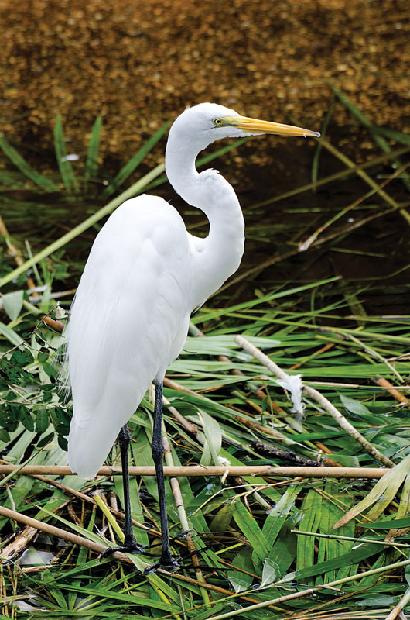 Great White Heron