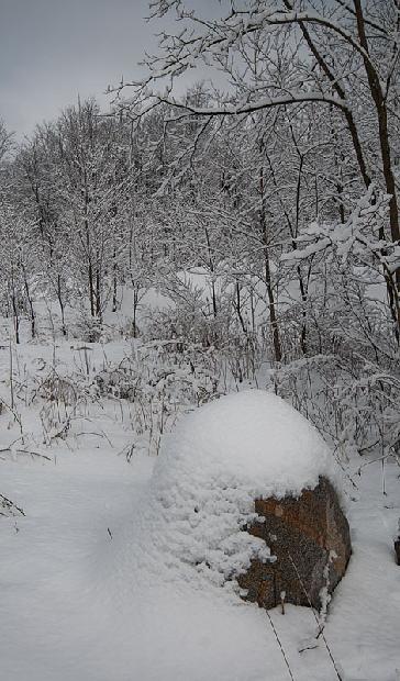 Winter Wooded Scene