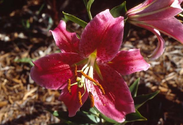 Asiatic Lily