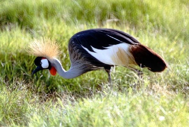 Crested Crane