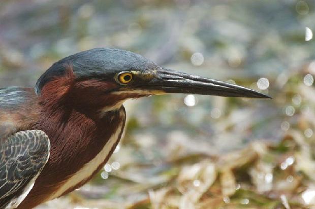 Green Heron