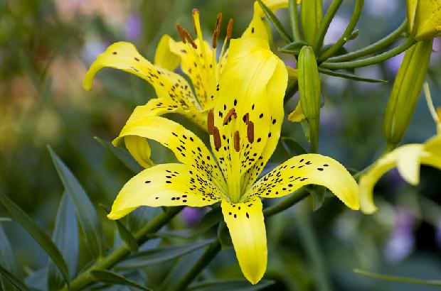 Asiatic Lily