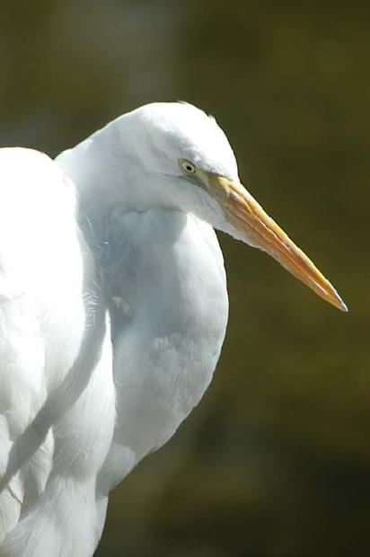Great Egret