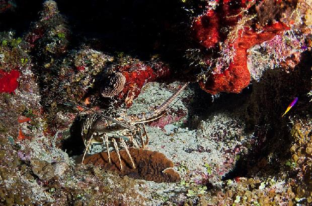 Spiney Lobster