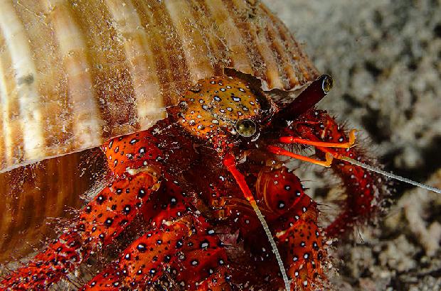 Hermit Crab