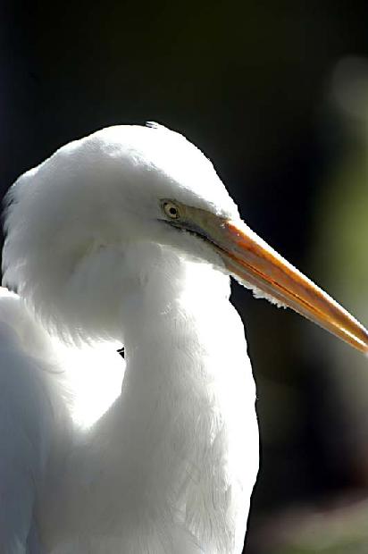 Great White Heron