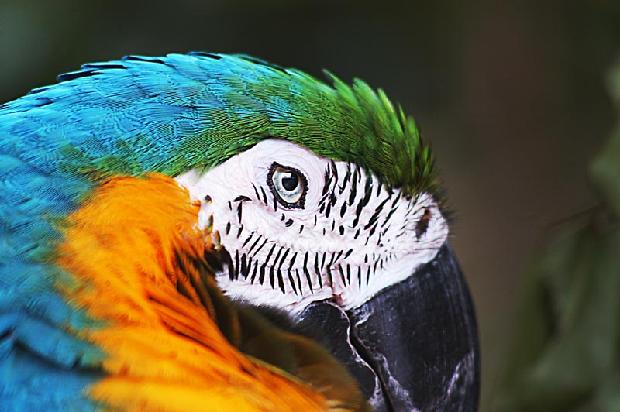 Blue and Yellow Macaw