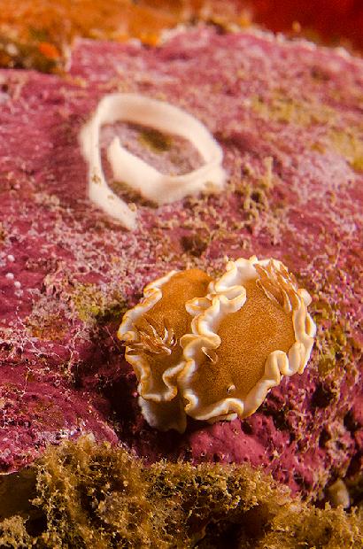 White Margin Nudibranch