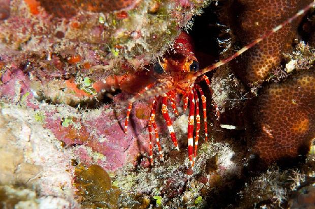 Banded Lobster