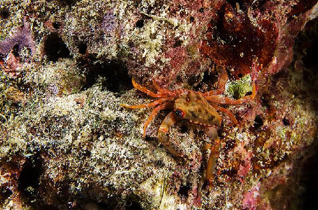 Crab