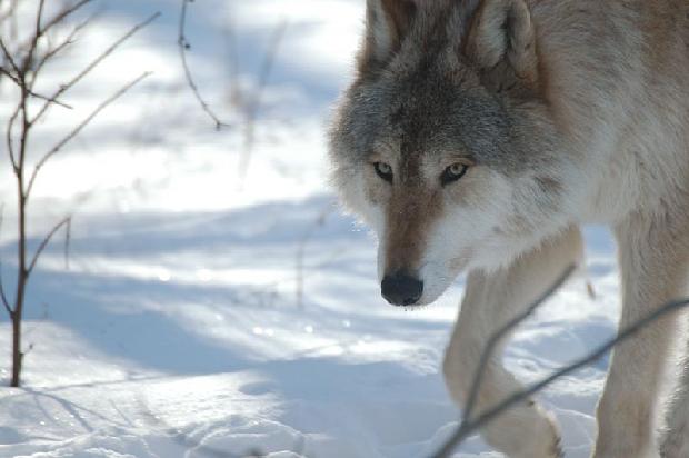 Timber Wolf