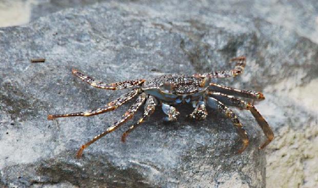 Crab