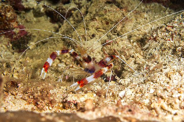Banded Coral Shrimp
