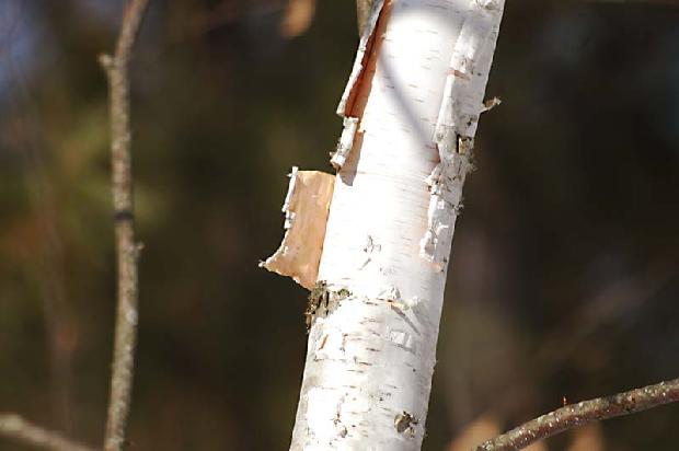 Birch Tree