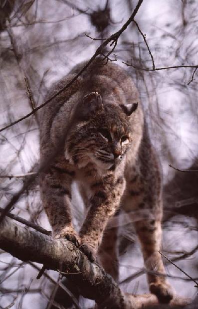 Bobcat