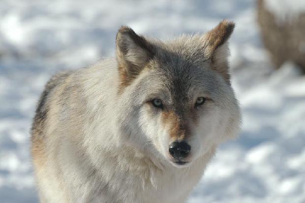 Timber Wolf