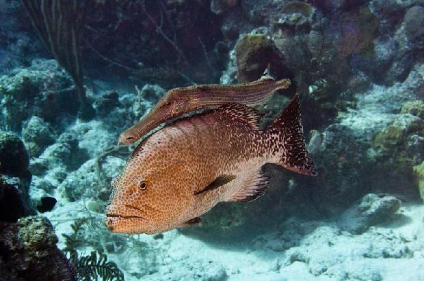 Tiger Grouper with Trumpetfish