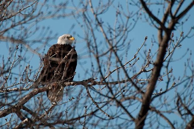 Bald Eagle
