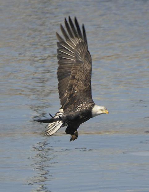 Bald Eagle