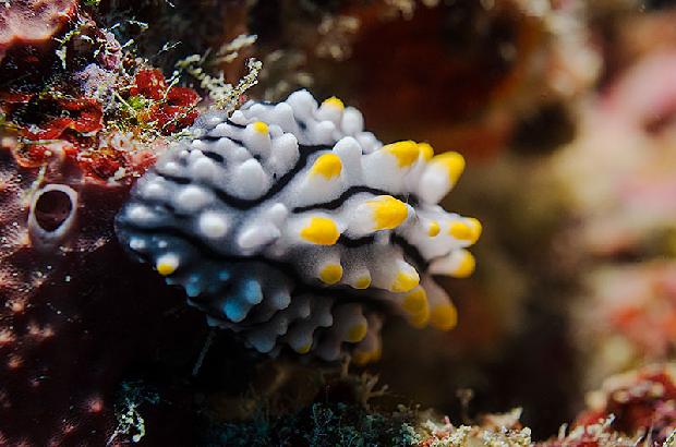 Fried Egg Nudibranch