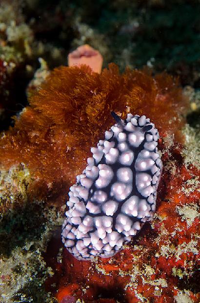 Strawberry Nudibranch