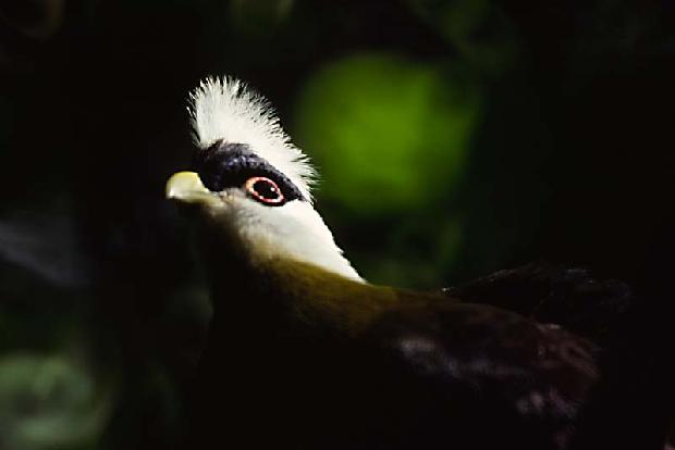 White Crested Turaco