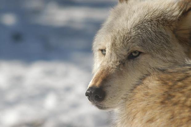 Timber Wolf