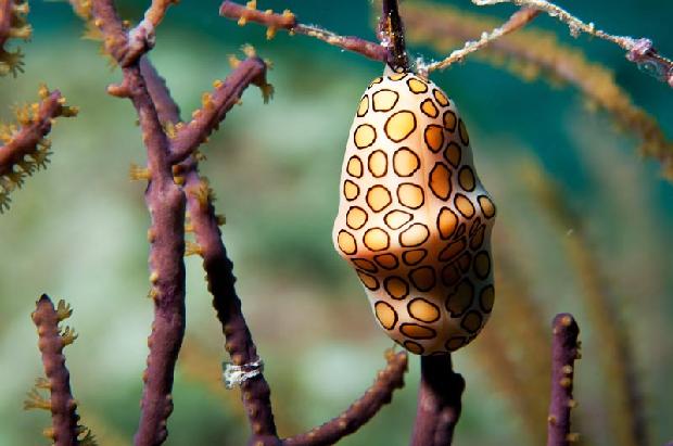 Flamingo Tongue