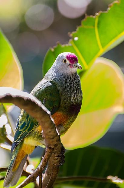 Mariana Fruit-dove