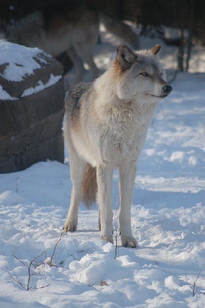 Timber Wolf
