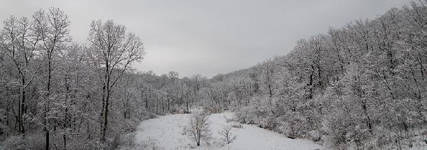 Winter Wooded Scene