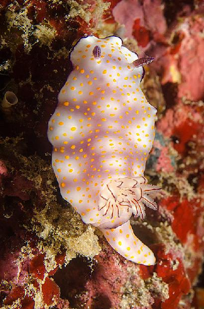 Risbecia Pulchella Nudibranch