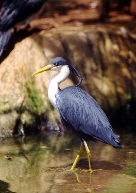 Pied Heron