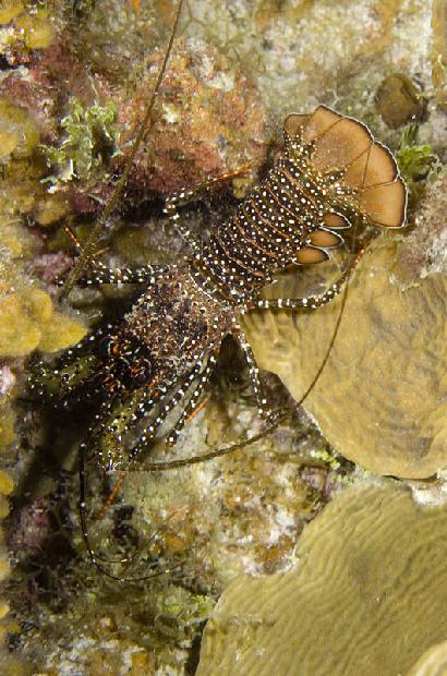 Spiney Lobster