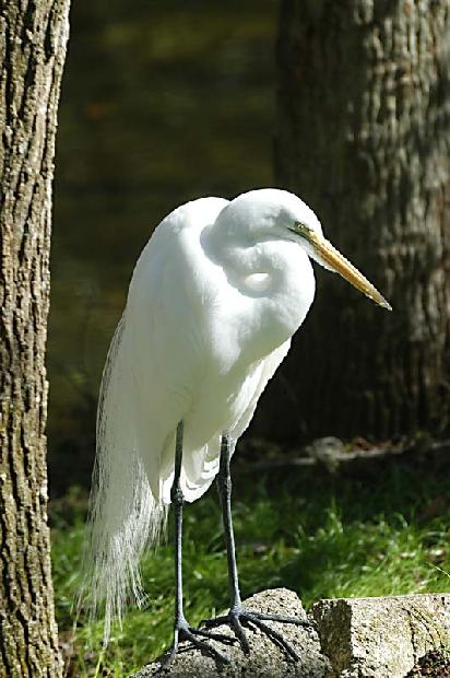 Great Egret
