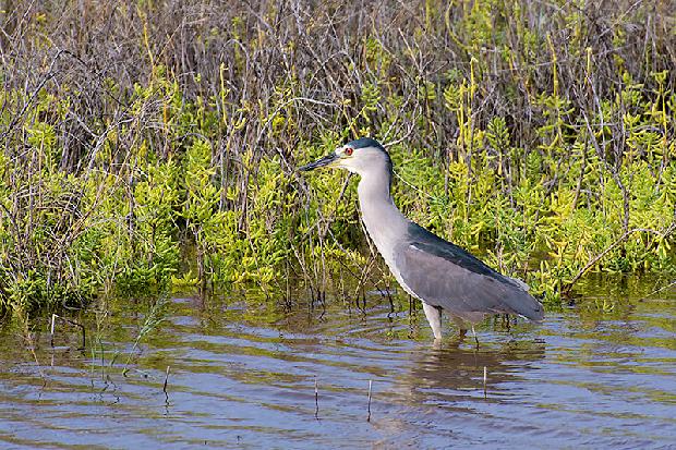 Black Crowned Night Heron